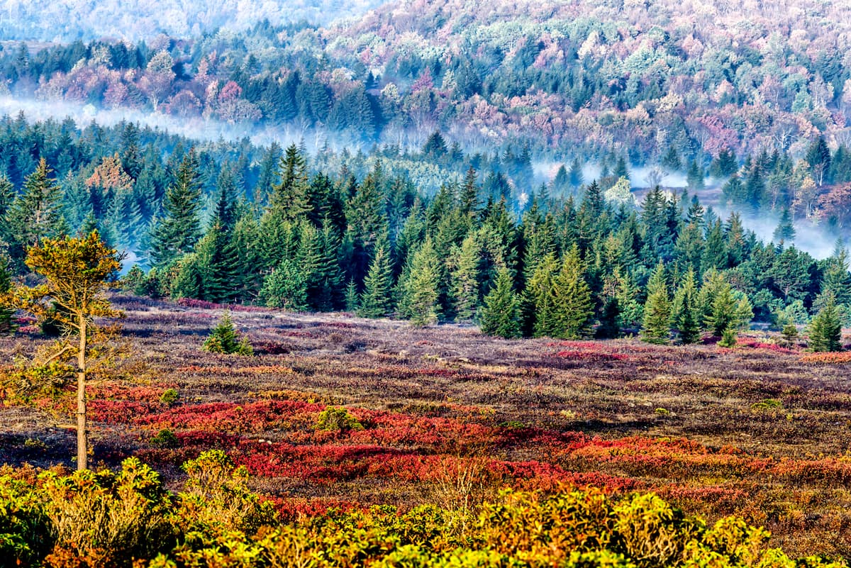 Dolly Sods Wilderness, autumn fog in the pines